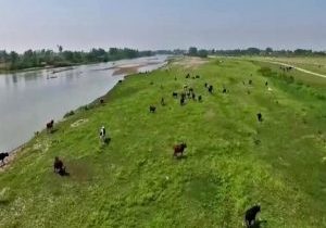 تالاب بوجاق؛ شریان سبز توسعه پایدار در کیاشهر