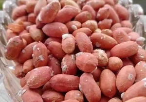 وعده‌ چندین ساله برای معرفی ارقام جدید بادام زمینی