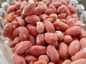 وعده‌ چندین ساله برای معرفی ارقام جدید بادام زمینی