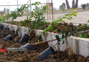 ۱۰ هزار اصله درخت بومی برای نخستین بار در سطح رشت غرس می شود