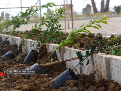 ۱۰ هزار اصله درخت بومی برای نخستین بار در سطح رشت غرس می شود