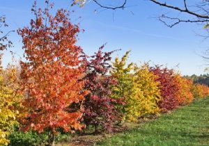 خبر خوب شهردار رشت: کاشت ۱۰ هزار نهال بومی