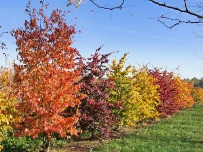 خبر خوب شهردار رشت: کاشت ۱۰ هزار نهال بومی